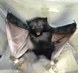  狗狗们的万圣节变装秀,你最喜欢哪一个
