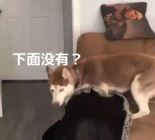  铲屎官在二哈面前展示活人消失,结果二哈直接吓到腿软