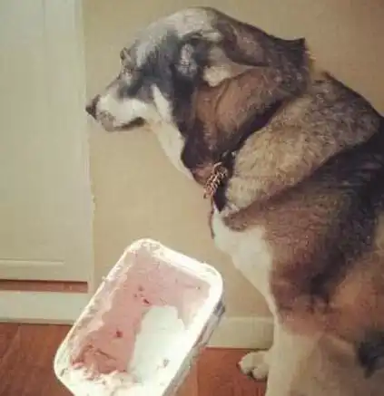 打狗狗表情包内疚