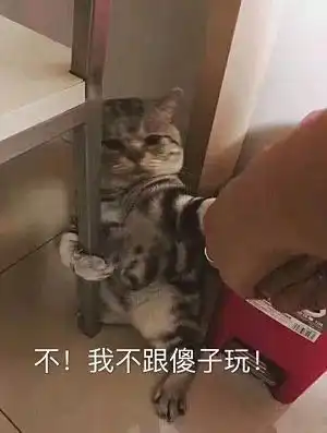 一把抱住表情包白猫