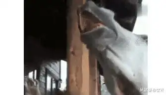  爆笑不就是闻了下我的脚吗,这马至于发出这种叫声和表情,哈哈哈