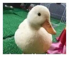  表情包我是一个没有感情的杀手
