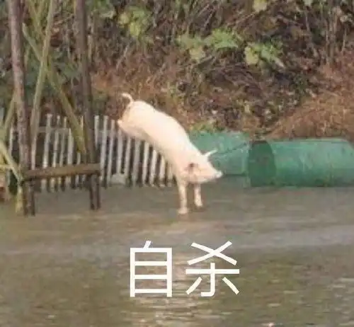 好无聊表情包猪猪