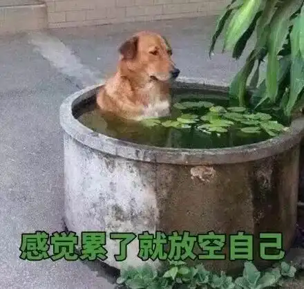  励志文案母鸡就要多学习,不然会变老母鸡