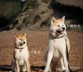  听说有的人还分不清秋田和柴犬