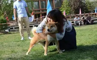  185只柴犬拼颜值,有些狗狗表情很吊诡