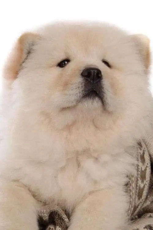  不太适合有小孩子的家庭养的五种犬