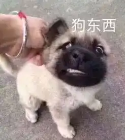 打狗狗表情包小狗