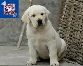  高品质神犬小七拉布拉多保纯种健康基地直销