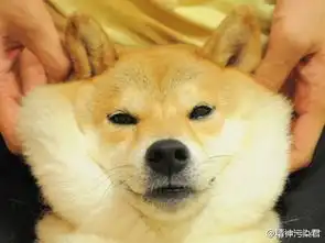  求这只犬的表情包,要图片格式不要打包的qq表情,越多越好