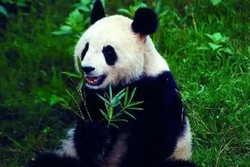  比特犬有多厉害看外貌可能都要畏惧三分,避之不及