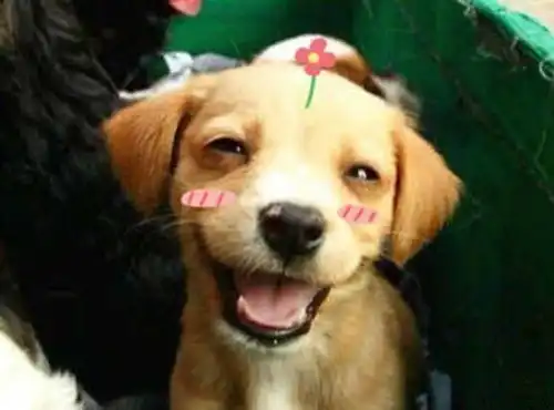  搞笑狗狗图片素材爱笑的搞笑狗狗