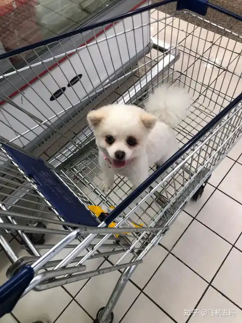  你们家的狗狗是什么样子的,可以分享一下吗