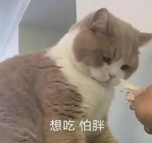  猫咪表情包我已经沉沦了