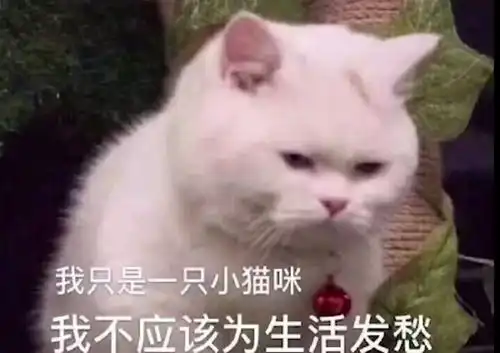 墨镜表情包是什么意思开