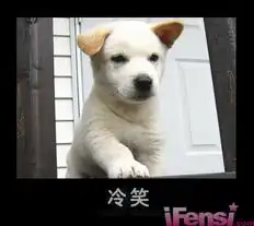 打狗狗表情包动物
