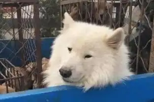  萨摩耶被贩卖到狗肉馆,狗狗面无表情,这场面看了让人心酸