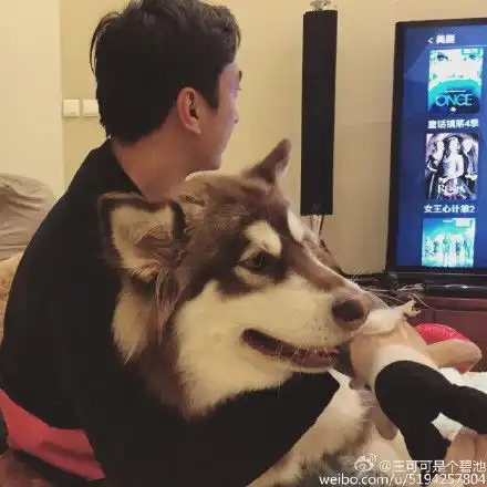  王思聪为爱犬做美甲表情宠溺网友狗生赢家