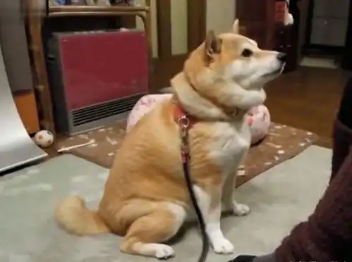柴犬挨打表情包狗狗