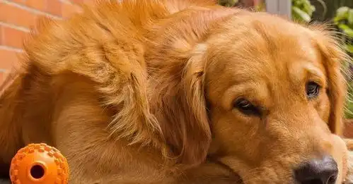  狗狗情绪并不简单,狗狗的这6种情绪,你都了解吗
