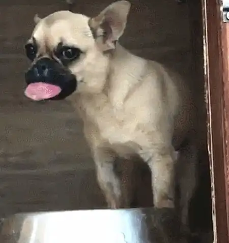  狗狗舌头被马蜂蜇伤,又肿又疼无法动弹变成表情包略略略