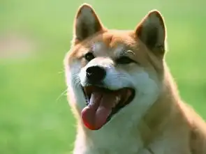  柴犬的贡献可不仅仅是表情包