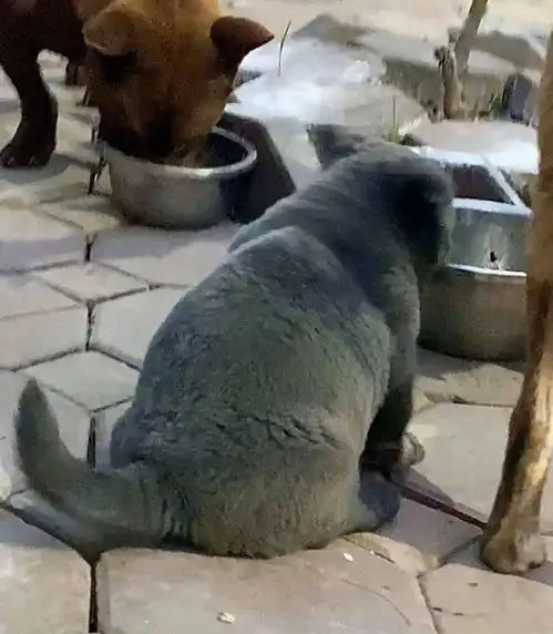  据说是蓝猫和二哈的混血宝宝这只越南小狗凭表情包火遍全网