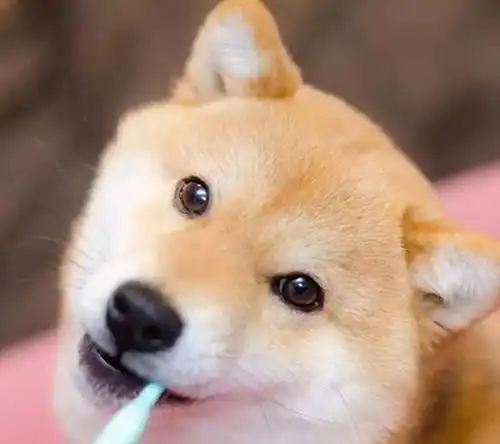  为什么柴犬降价了,买的人却还是不多内行人这些缺点败好感