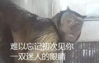  撞脸人类这只动物园里的猴子自带表情包看傻网友