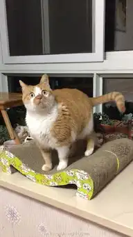  网友说别人的猫咪都是优雅高傲的,为啥我的是这样的