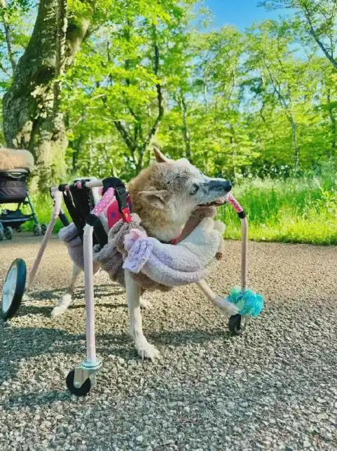 神烦狗表情包动态原型