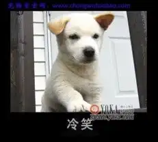  宠物lfdb123的时尚图片yoka时尚空间