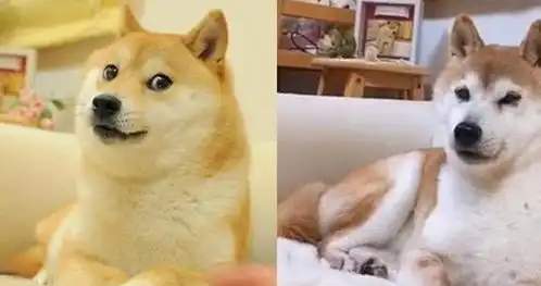 神烦狗表情包动态魔道