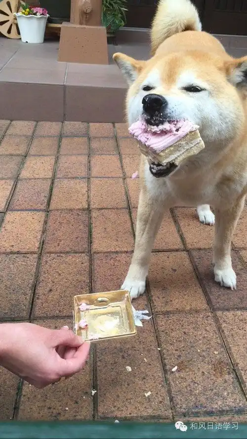  狗和蛋糕对比表情包今日头条