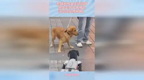  机器狗给金毛打招呼,把金毛吓出表情包,没见过这物种啊