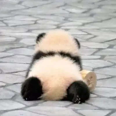  小熊猫可爱又调皮的头像沙雕头男生头像我要个性网