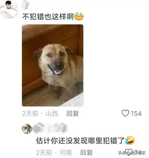  全国狗狗犯错后的统一表情,对比简直不要太明显,心虚全写在脸上