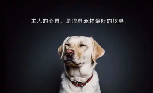  澎湃新闻专注时政与思想thepaper.cn