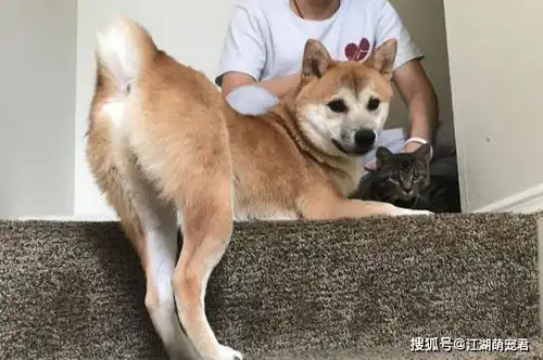  养狗,我劝你不要养柴犬,怕你后悔