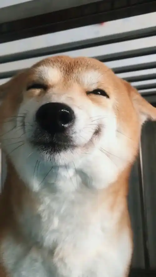  主人想要打狗狗,看狗狗的表情,想下手也下不去萌化了