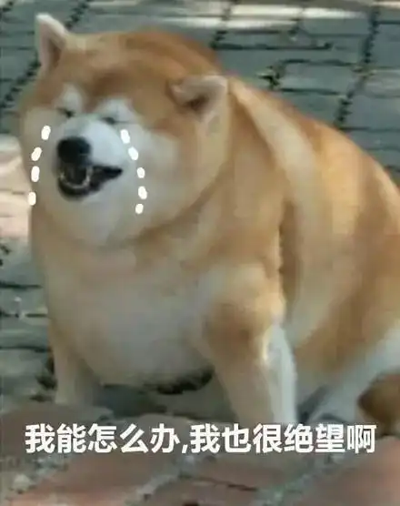  那个胖柴犬表情包的原型,找到了