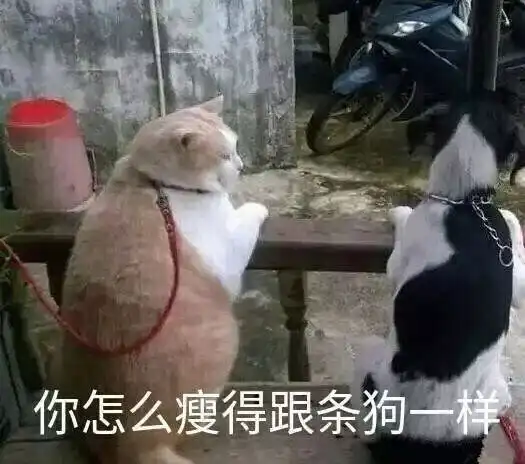 熊猫狗图片表情包猫咪
