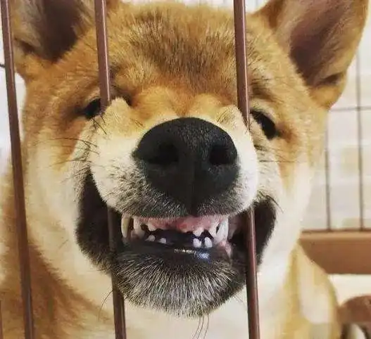 柴犬挨打表情包哈士奇