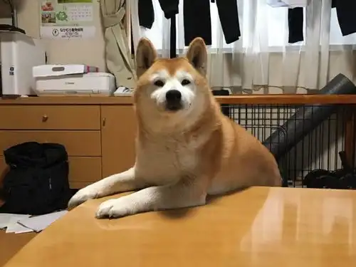  主人外出没带狗狗,柴犬的表情仿佛世界末日,你要抛家弃子吗