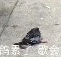  年轻人放鸽子专用表情包都是哥们儿姐妹,我怎么会鸽你呢