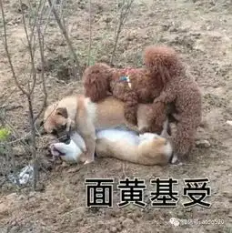  这是一组基情十足的狗狗表情包
