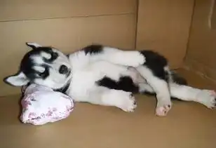  柴犬vs哈士奇,论养了只表情包是什么感觉