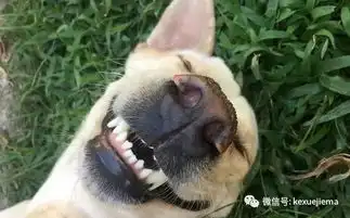  当着人的面,狗竟然会控制自己的表情