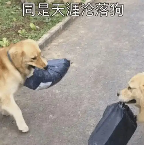 妹子家的金毛经常出门帮她拿快递,网友不屑谁家还没有只工具狗了