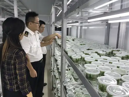  小小水草打开国际大市场